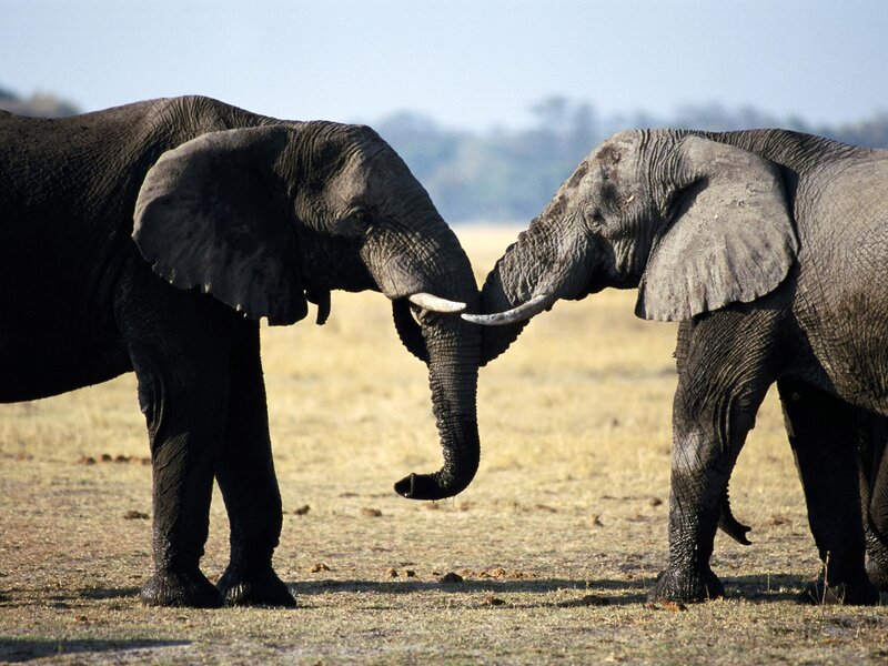 Two elephants interacting in savanna
