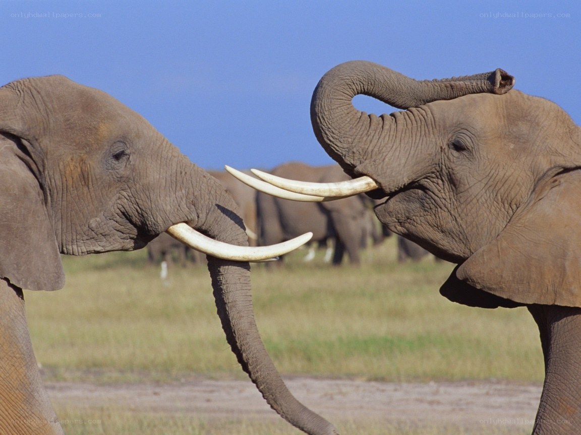 Two elephants interacting in savanna