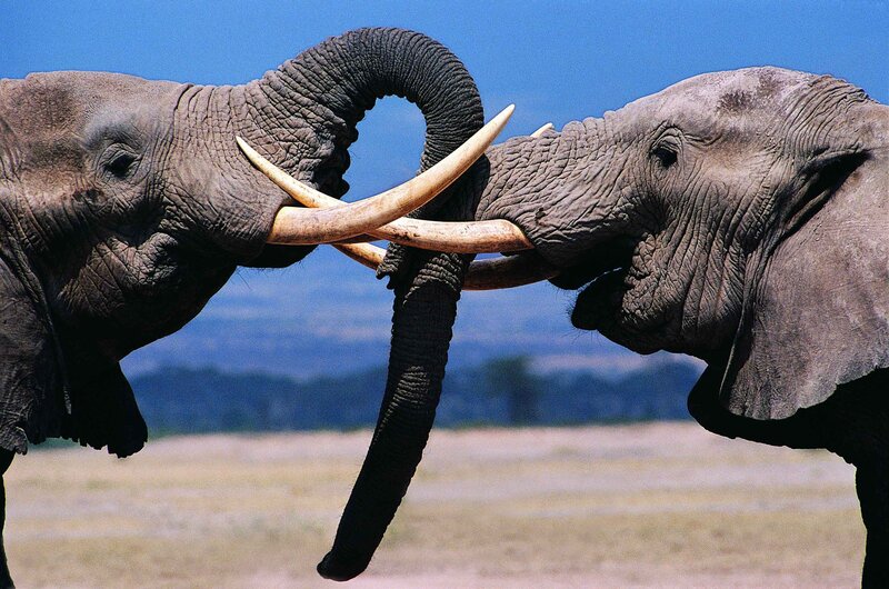 Two elephants locking tusks