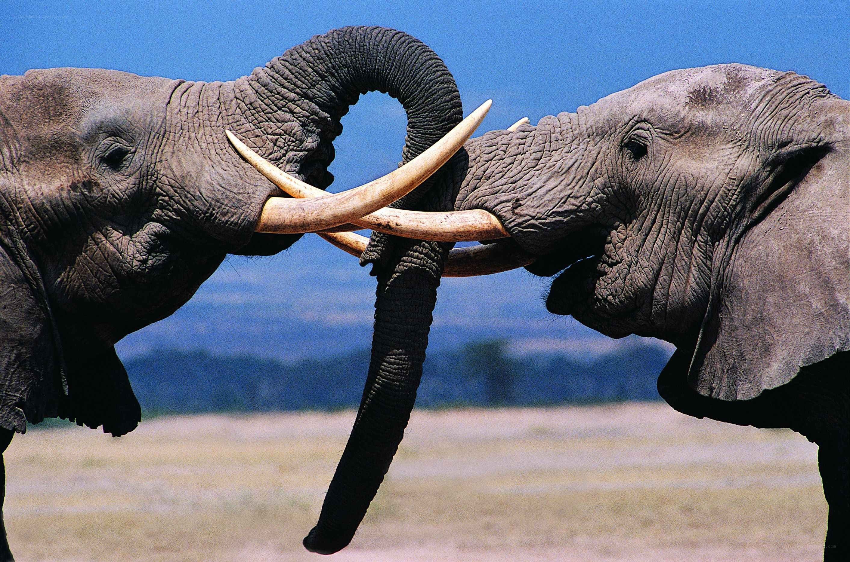 Two elephants locking tusks