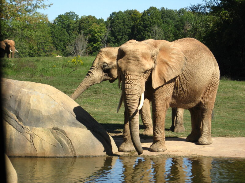 Two Elephants Near Water