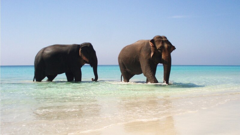 Two Elephants on Beach