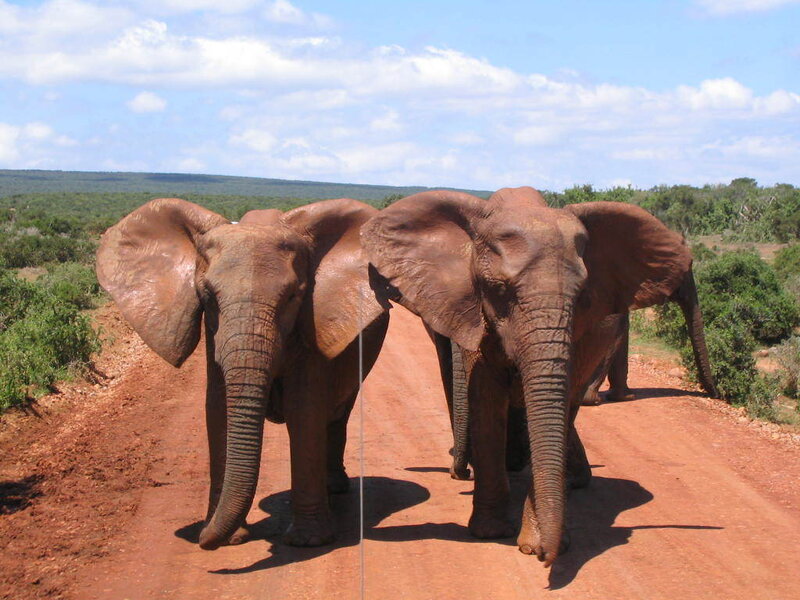 Two Elephants on Dirt Road