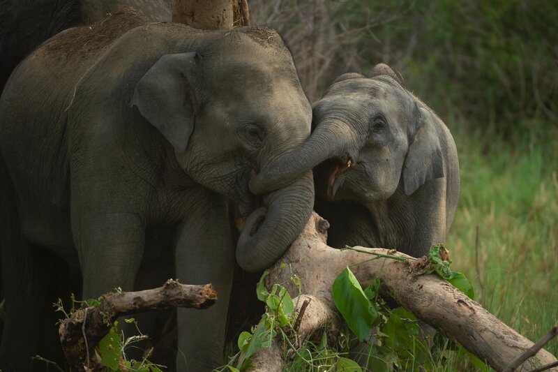 Two Elephants Playing — Gray