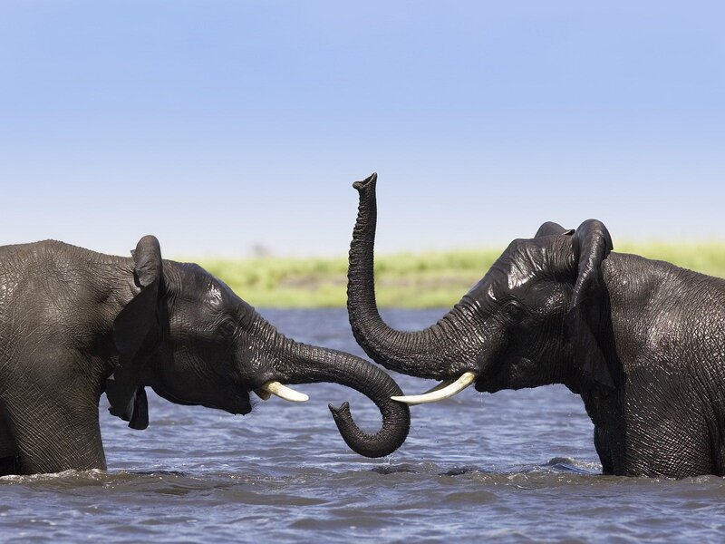 Two elephants playing in water