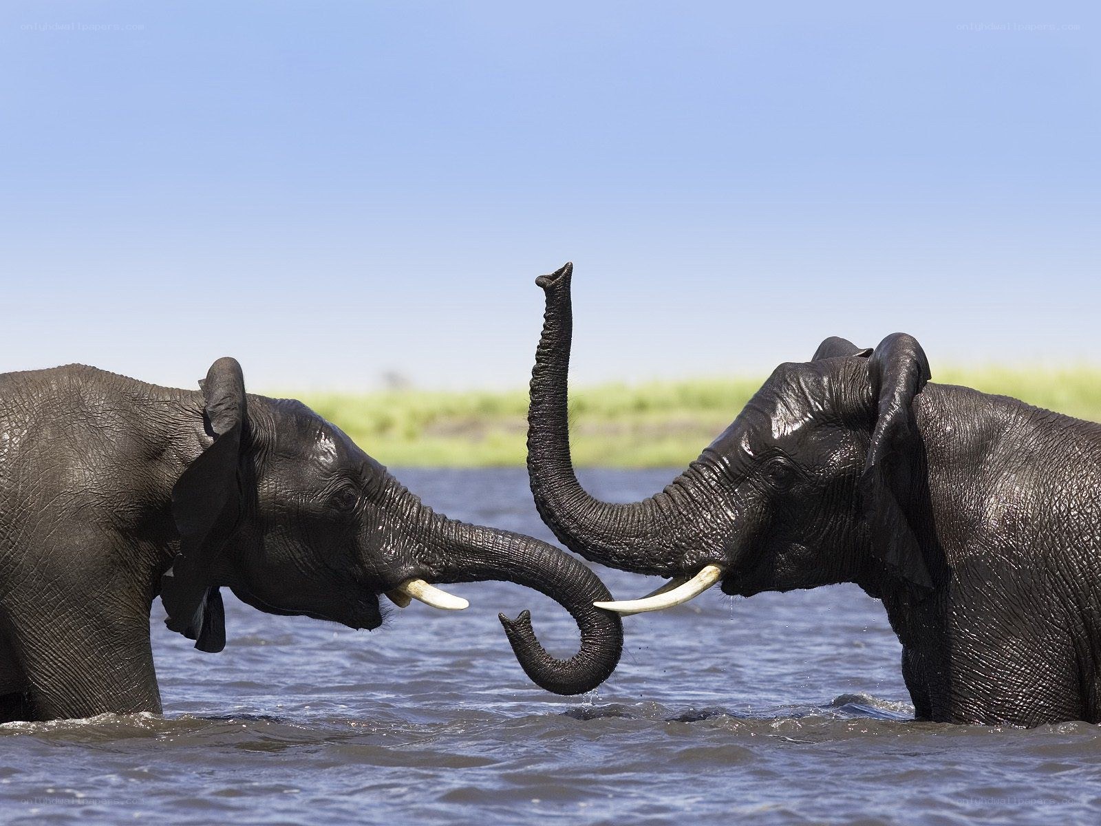 Two elephants playing in water