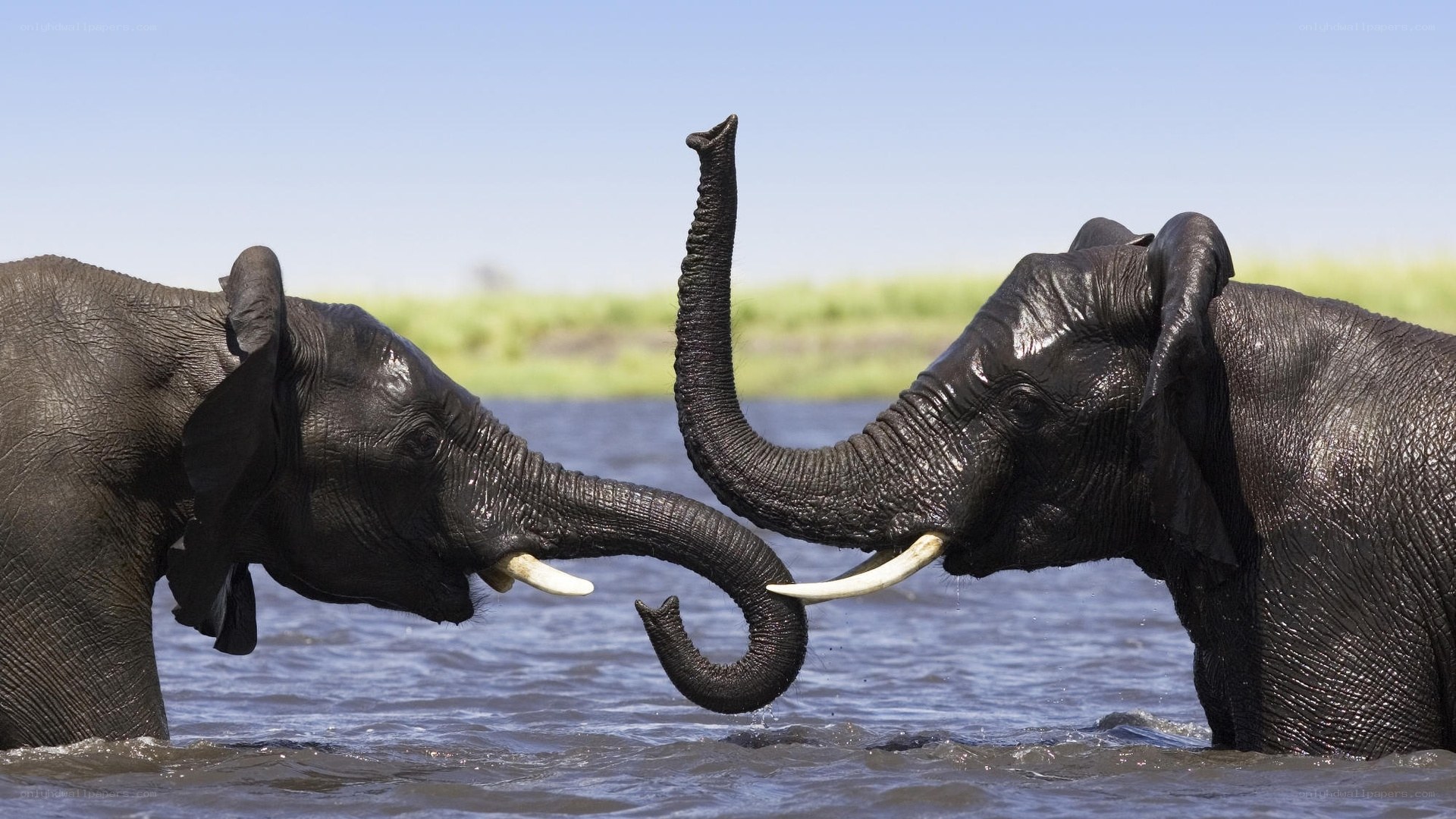 Two elephants playing in water