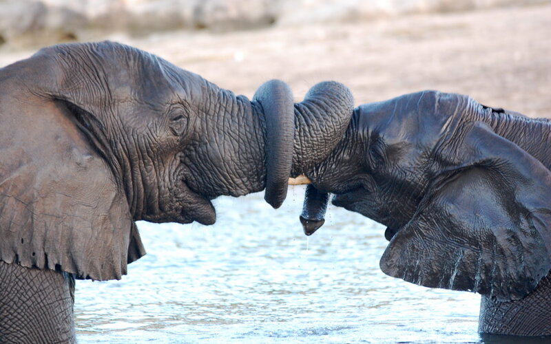 Two Elephants Playing