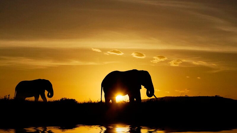 Two Elephants Silhouetted