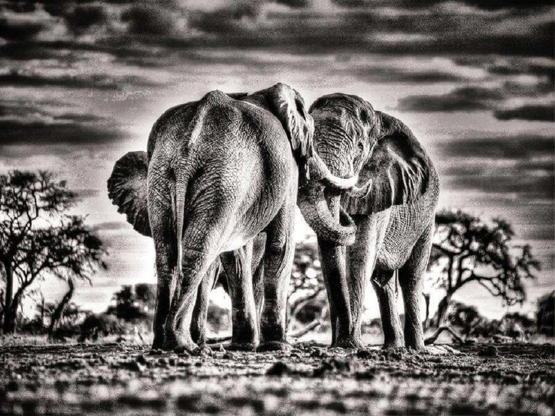 Two Elephants Standing — Black