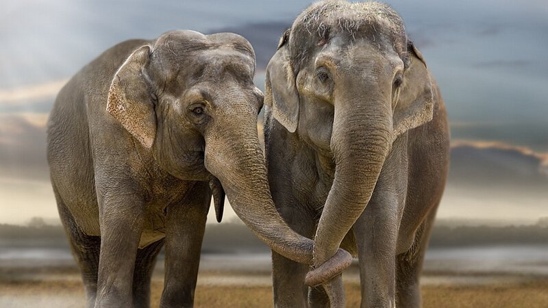 Two Elephants Standing — Gray, Dramatic, Sunset