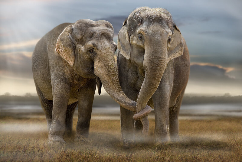 Two Elephants Standing — Gray, Dramatic