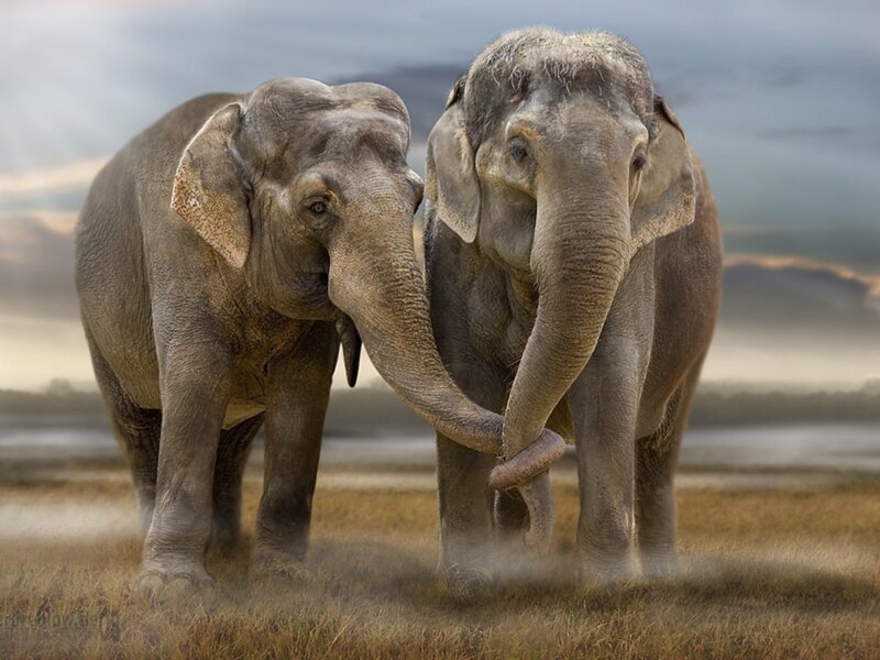 Two Elephants Standing — Gray, Serene