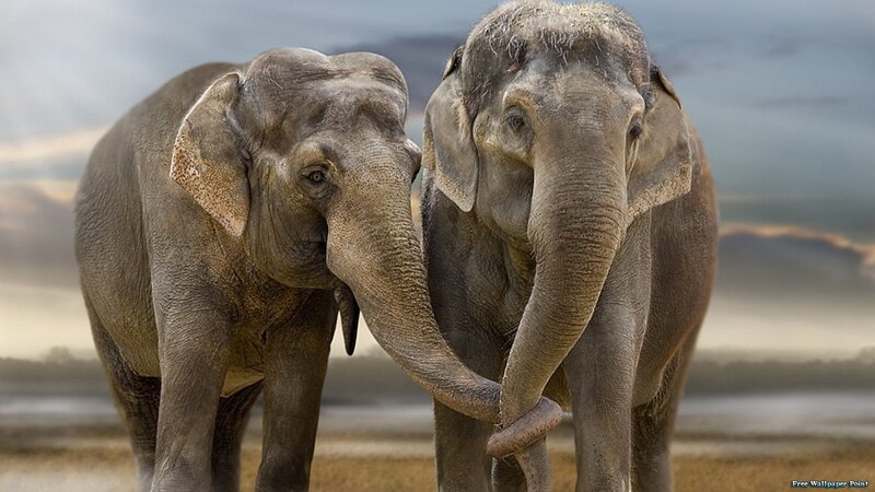Two Elephants Standing — Gray