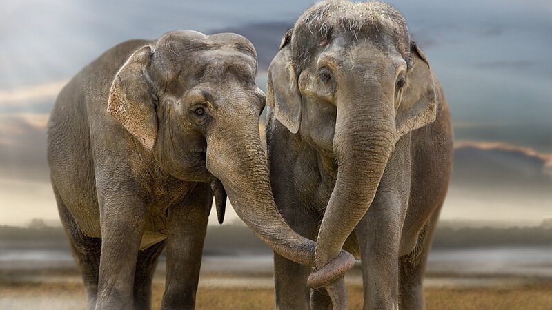 Two elephants standing together