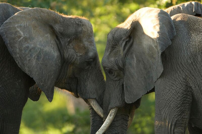 Two Elephants Touching