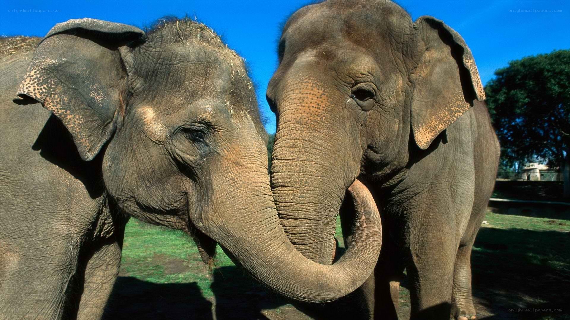 Two elephants touching trunks