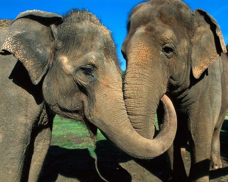 Two Elephants Touching Trunks — Blue, Calm, Afternoon, Photograph