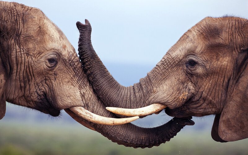 Two Elephants Touching Trunks — Brown, Calm