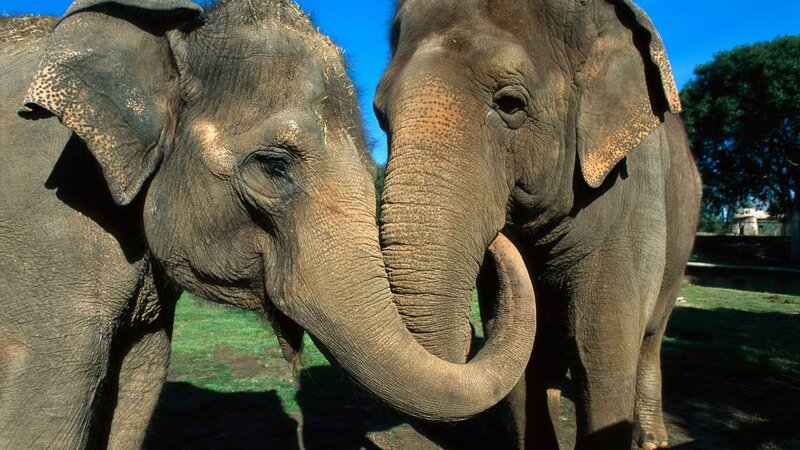 Two Elephants Touching Trunks — Gray, Calm