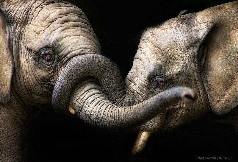 Two Elephants Touching Trunks — Gray