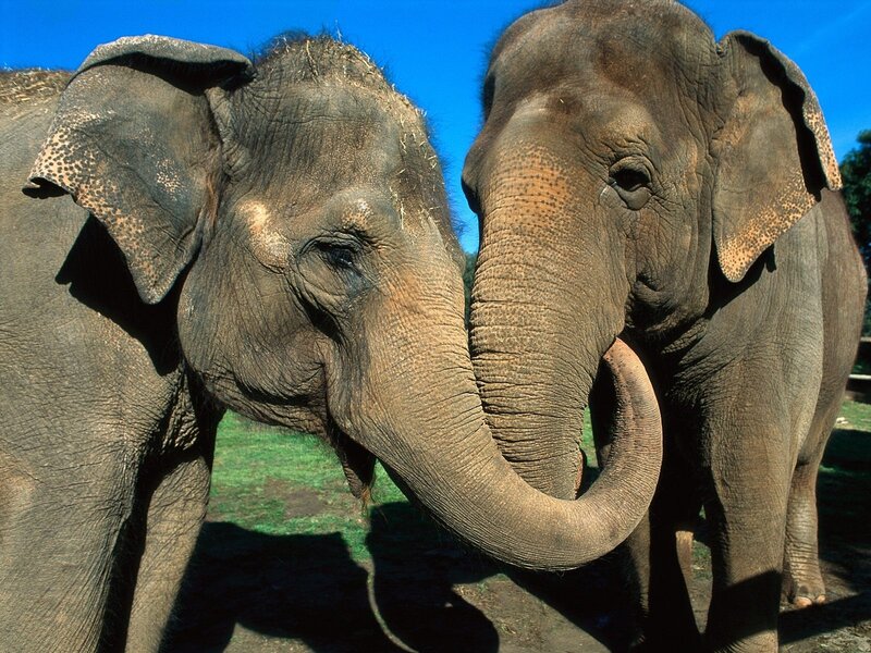 Two elephants touching trunks
