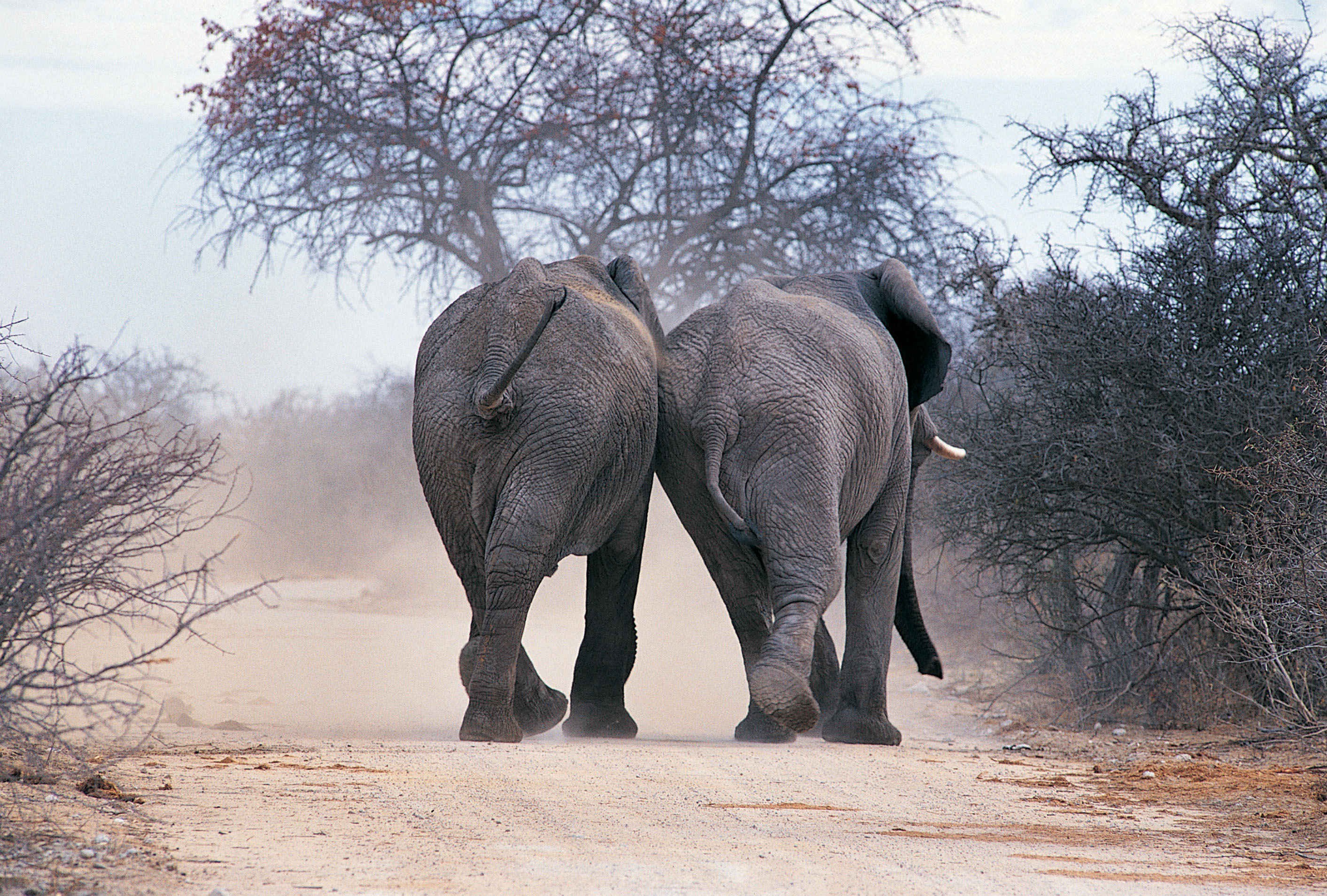 two elephants walking away