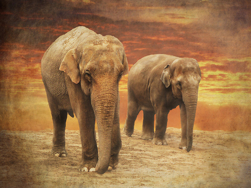 Two Elephants Walking — Brown, Dramatic