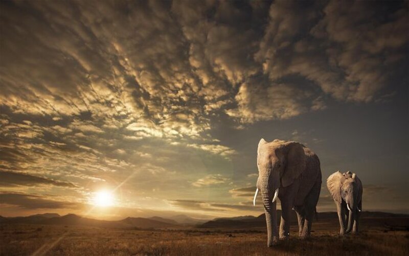 Two Elephants Walking — Brown