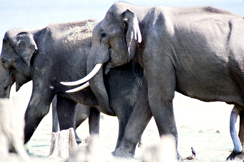 Two Elephants Walking — Gray