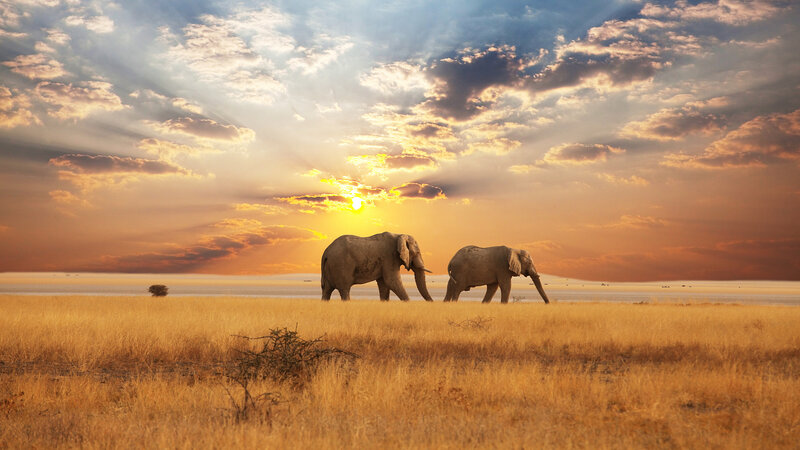 Two Elephants Walking