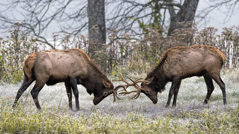Two Elk Fighting — Brown, Dramatic