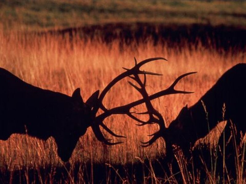 Two Elk Fighting