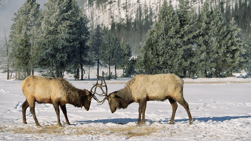 Two Elk Fighting — White, Dramatic