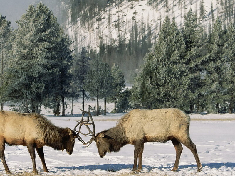 Two Elk Fighting — White
