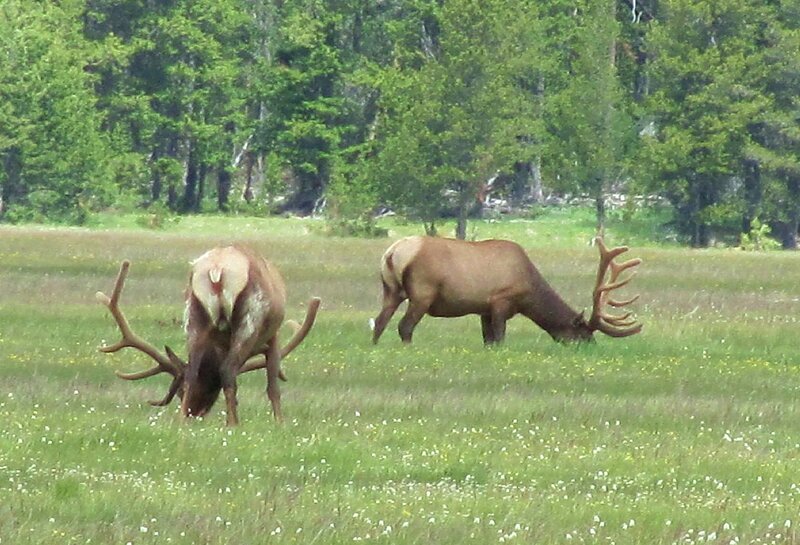 Two Elk Grazing — Green, Calm