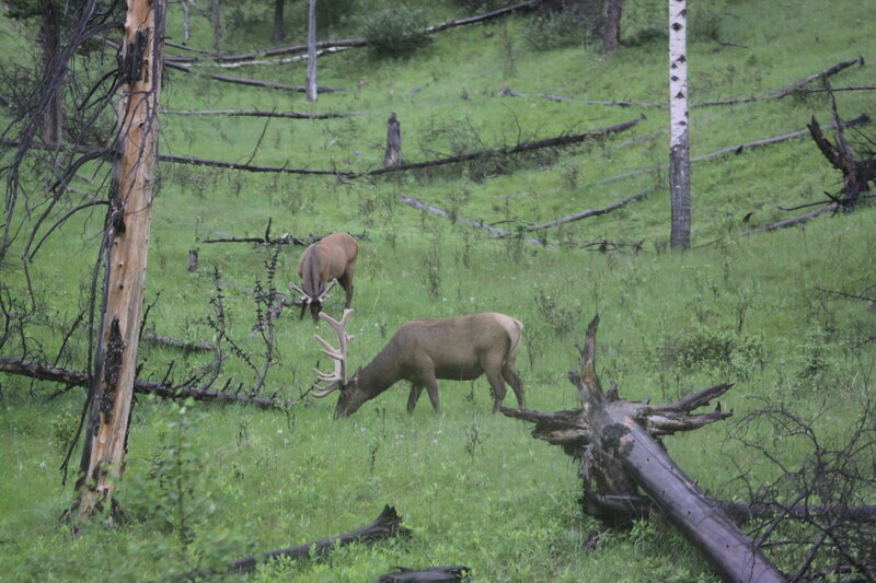 Two Elk Grazing — Green