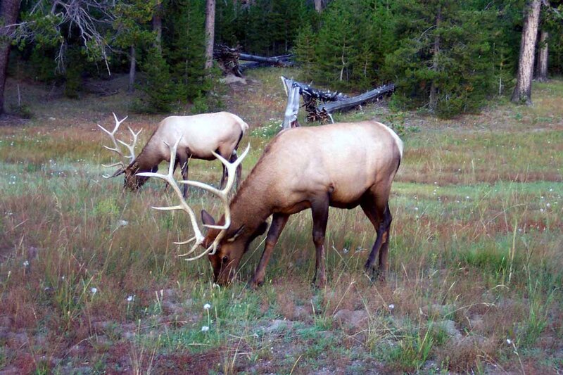Two Elk Grazing