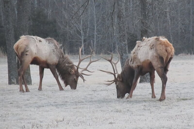 Two Elk in a Field — Brown, Cold