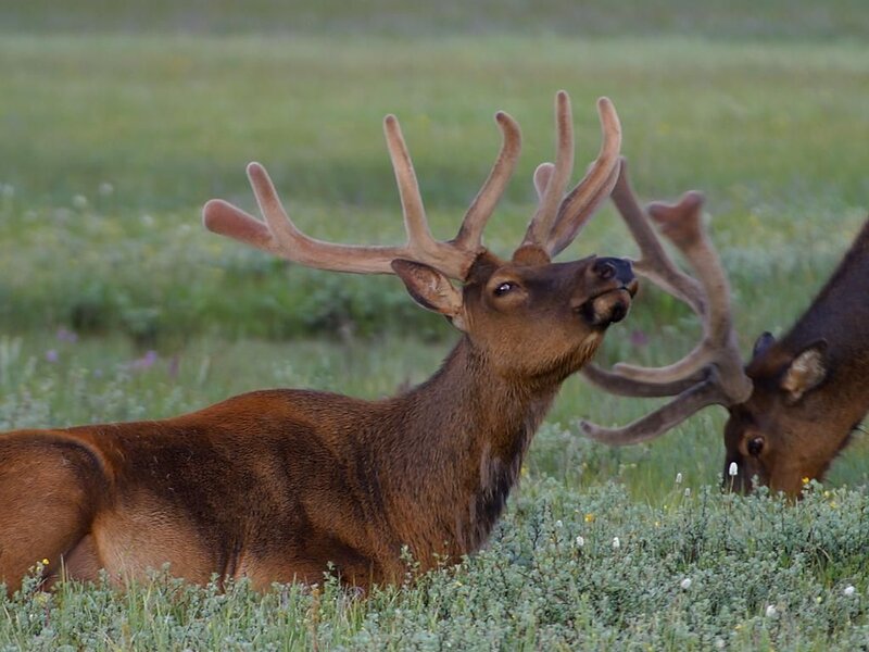 Two Elk in a Field — Brown