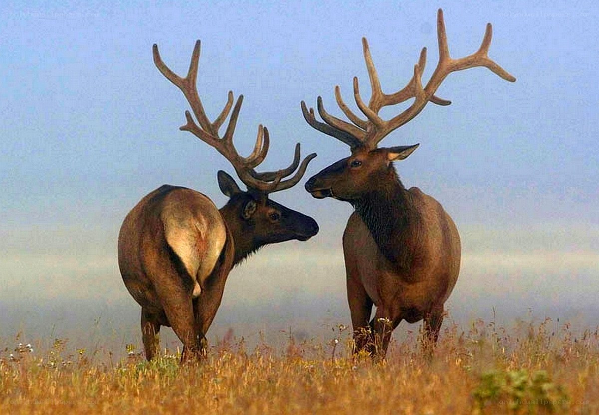 Two elk in a field