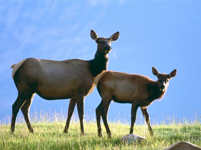 Two Elk in Field — Blue