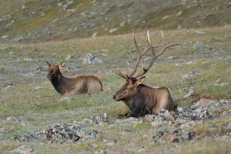 Two Elk in Field — Brown