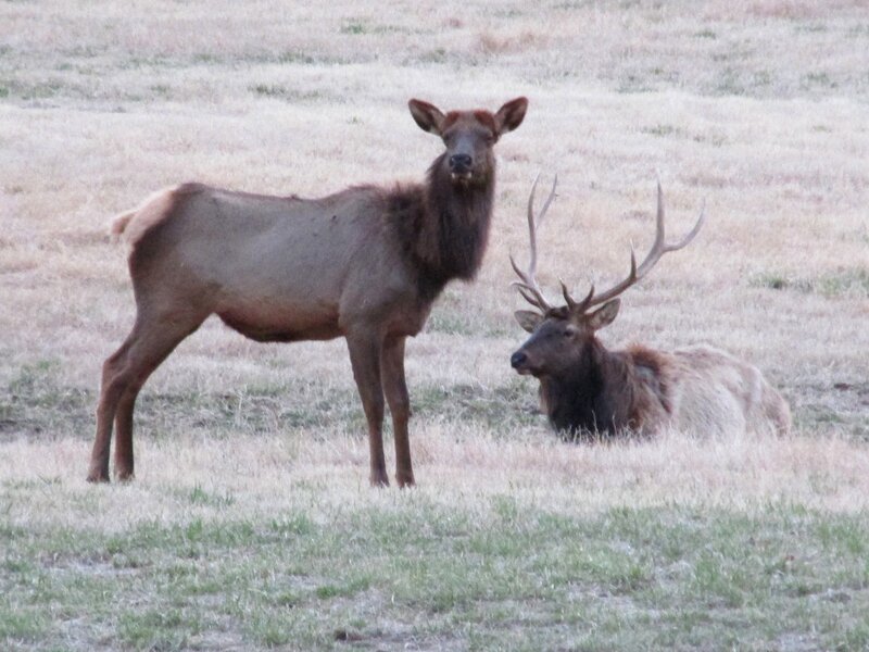 Two Elk in Field