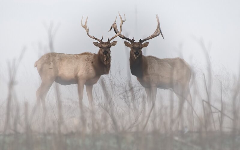Two Elk in Fog