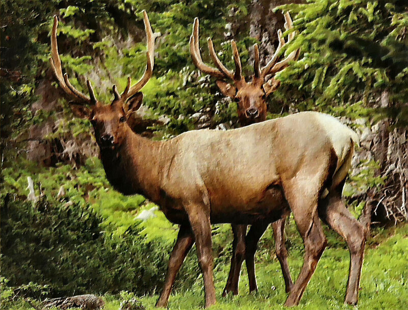 Two Elk in Forest — Green