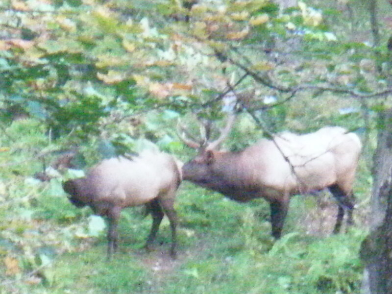 Two elk in forest