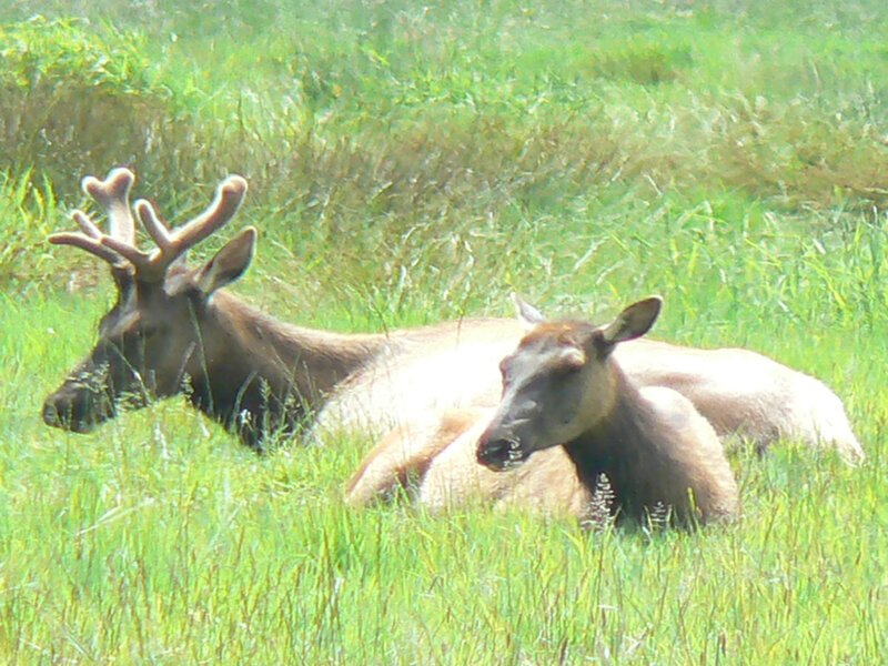 Two Elk in Grass