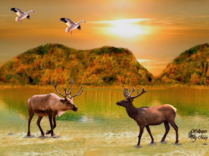Two Elk in Water