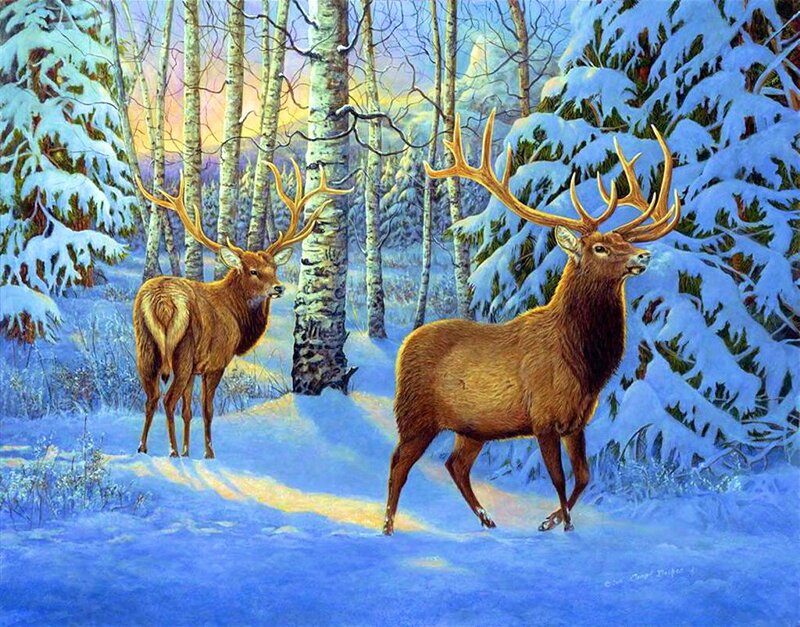 Two Elk in Winter Forest